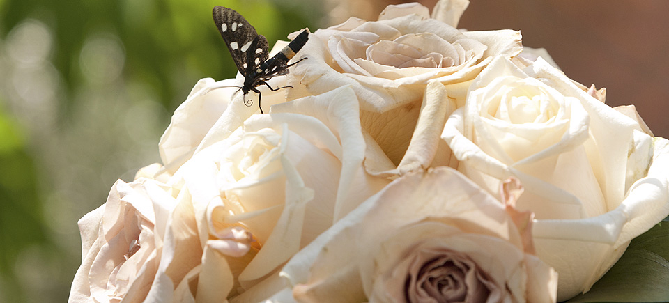 Wedding in Tuscany